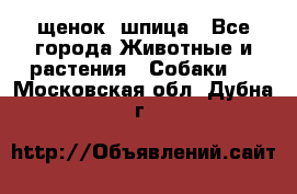 щенок  шпица - Все города Животные и растения » Собаки   . Московская обл.,Дубна г.